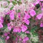 Teucrium chamaedrys 花