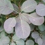 Cotinus coggygriaЛіст