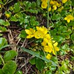 Lysimachia nummulariaFlower