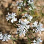 Haumaniastrum katangense Flor