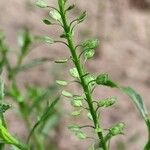 Lepidium densiflorum Frukto