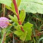 Hylotelephium telephium Leaf