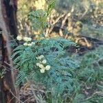 Acacia terminalis पत्ता