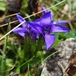 Gentianopsis ciliataFlower