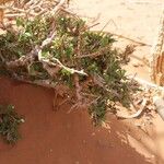 Maerua crassifolia Hoja