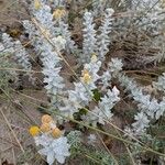 Achillea maritimaFlor