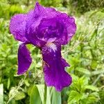 Iris aphylla Flower