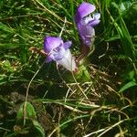 Prunella grandiflora 整株植物