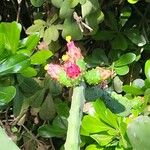 Opuntia cochenillifera Vrucht