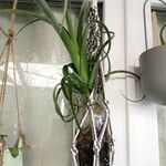 Tillandsia bulbosa 葉