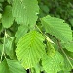 Alnus incana पत्ता