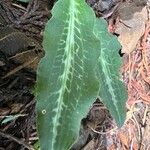 Goodyera oblongifolia Blatt
