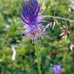 Phyteuma betonicifolium Flor
