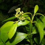 Guapira costaricana Hoja