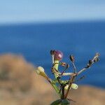 Galium lucidum Fruit