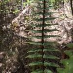 Dryopteris wallichiana Blad