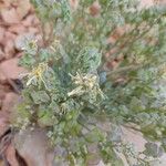 Physaria chambersii Flor