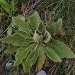 Verbascum phlomoides পাতা