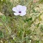 Linum hirsutum L. subsp. anatolicum (BOISS.) HAYEK var. anatolicum L.葉