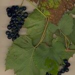 Vitis riparia x Vitis rupestris Other