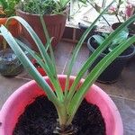 Crinum viviparum Leaf