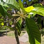 Magnolia × alba Kukka