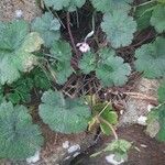 Geranium rotundifolium Hoja