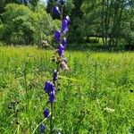 Aconitum napellusBlomma