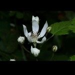 Rubus ursinus 花