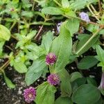 Gomphrena globosa Lehti