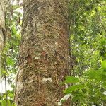 Afzelia bipindensis Casca