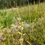 Neottia cordata Ffrwyth