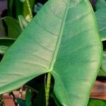 Alocasia zebrina Leaf