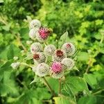 Arctium tomentosumBlodyn