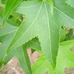 Liquidambar styracifluaLeaf