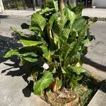 Dieffenbachia oerstedii Pokrój