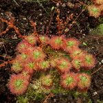 Drosera leucoblasta Flor