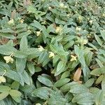 Hypericum calycinum Агульны выгляд