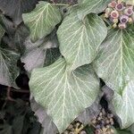 Hedera colchica Foglia