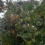 Diospyros kaki Leaf