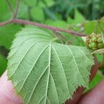 Rubus praticolor Outro