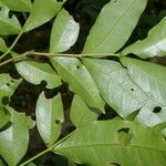 Inga longispica Leaf