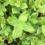Mimulus cardinalis Hoja