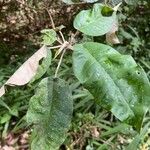 Croton megalocarpus Φύλλο