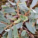 Salix helvetica Blad