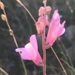 Antirrhinum litigiosum Floare