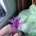 Centaurea jacea Fleur
