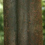 Spirotropis longifolia Corteza
