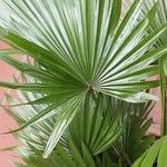 Livistona chinensis Folha