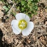 Calochortus gunnisonii Λουλούδι